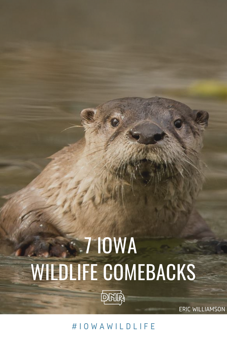 River otters are one of these 7 Iowa Wildlife Comebacks | Iowa DNR